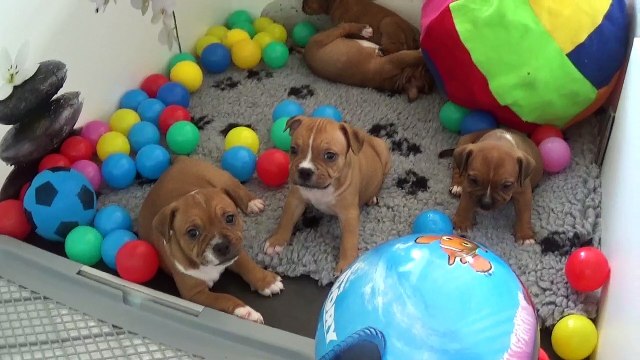 66ème Vidéo Les p'tits Oeufs de STAFFORDLAND