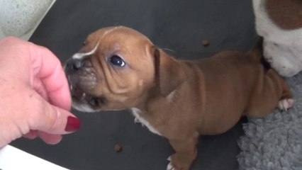 67ème Vidéo Maman et ses p'tits Oeufs de STAFFORDLAND