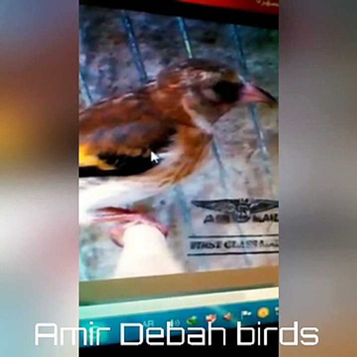 تغير الريش ( السقاط ) عند فرخ الحسون ( المقنين )