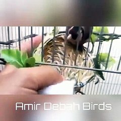 سر انتاج الحسون في القفص هو الأمان