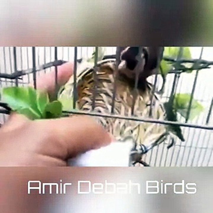 سر انتاج الحسون في القفص هو الأمان