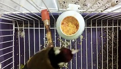 طريقة تقديم الجزر وفوائده للحسون الذي لا يريد اكله