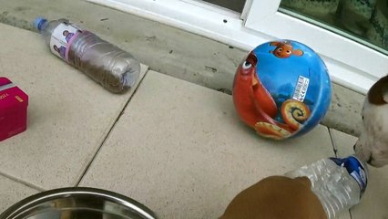 70ème Vidéo Maman et ses p'tits Oeufs de STAFFORDLAND