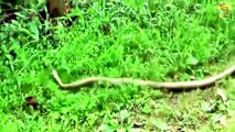 African Animal - Wild Animals fight to death- Dog vs Cobra snake