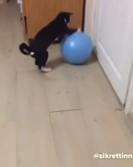 süper topçu kedi çok komik
