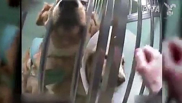 Des chiens de laboratoires soufrent le martyr en France