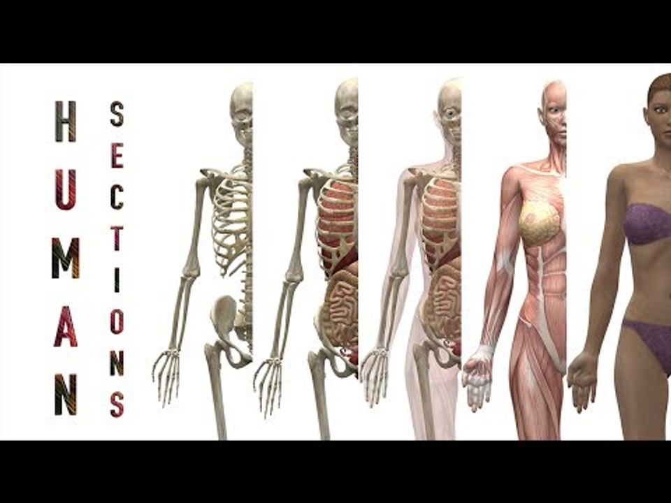 Human Sections