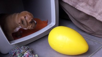 73ème Vidéo Chut... Les p'tits Oeufs de STAFFORDLAND dorment !