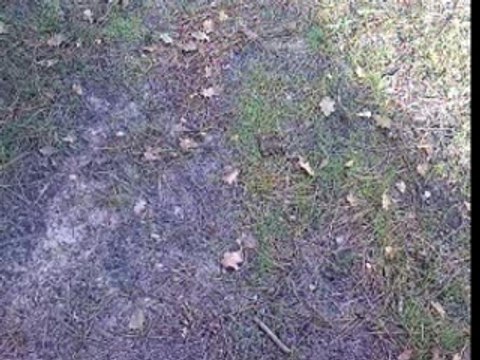 dirt 250 orion apollo motors en rodage