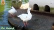 Funny Ducks playing in the water - Farm234234wersdf Animals TV