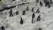 African Penguins with cute Chicks-xjvm0qpiNJ8