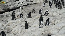 African Penguins with cute Chicks-xjvm0qpiNJ8