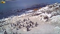 African Penguins with cute Chicks-xjvm0qpiNJ8