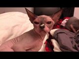 Grumpy Sphynx Cat Doesn't Like Being Touched