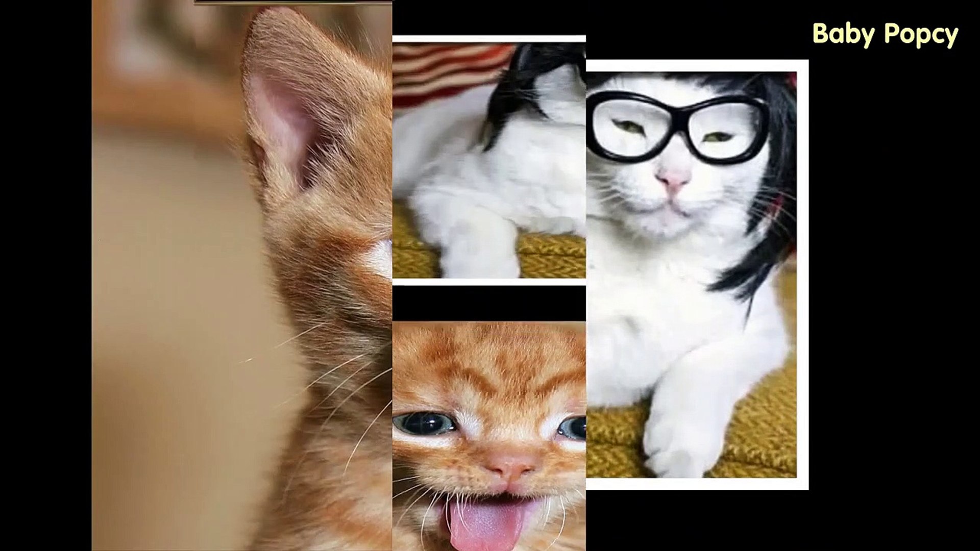 Funny Cat Videos - Funny Cat Compilsn