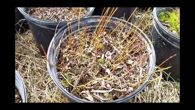 First domesticated HUCKLEBERRY species. Documenting the growth for a year.