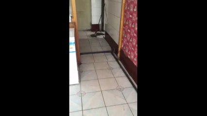 THIS IS REAL TOM AND CHERRY