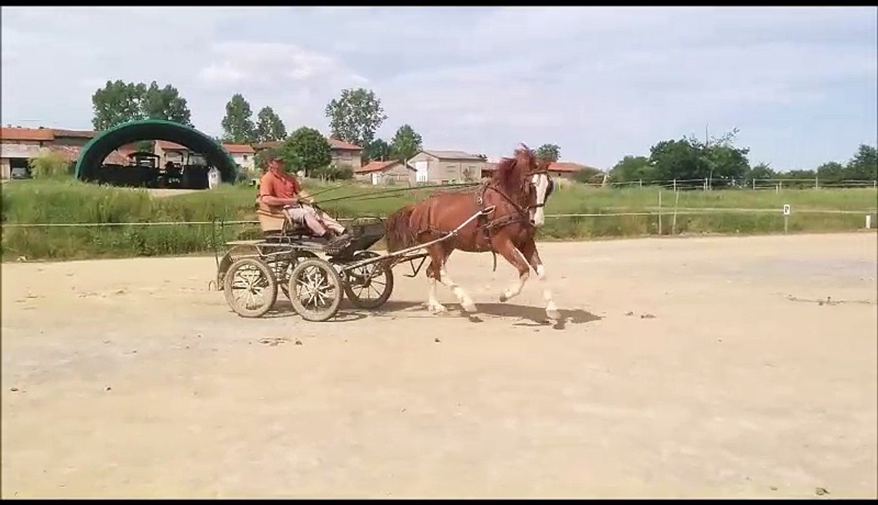 dandy_attele_carriere