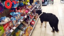 Dog Picks Out His Own Treats Pet Video 2017 - Daily Heart Beat