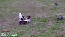 Happy goats in farm st animal video for kids - Animais TV