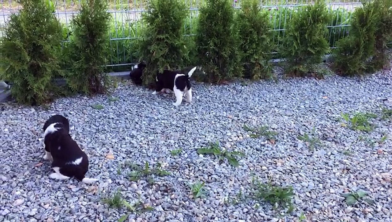 F-Wurf von der Wallmühle