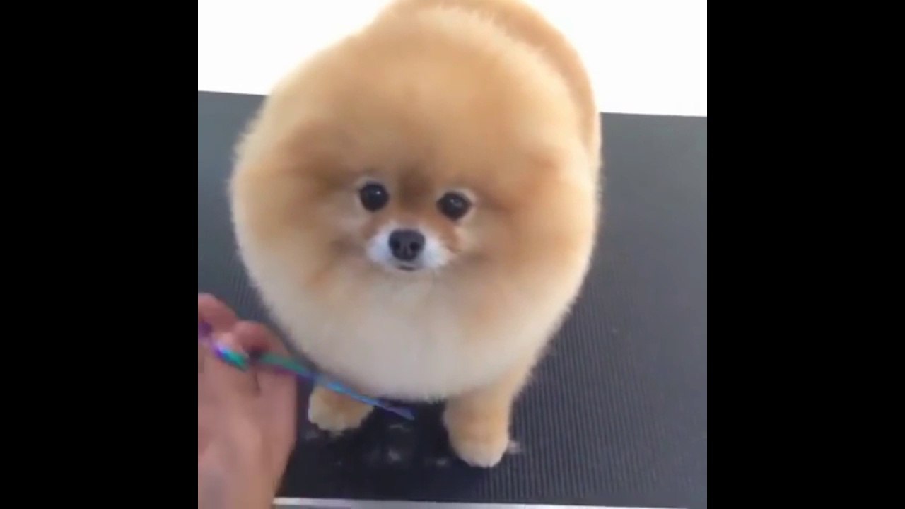 Grooming a Puppy