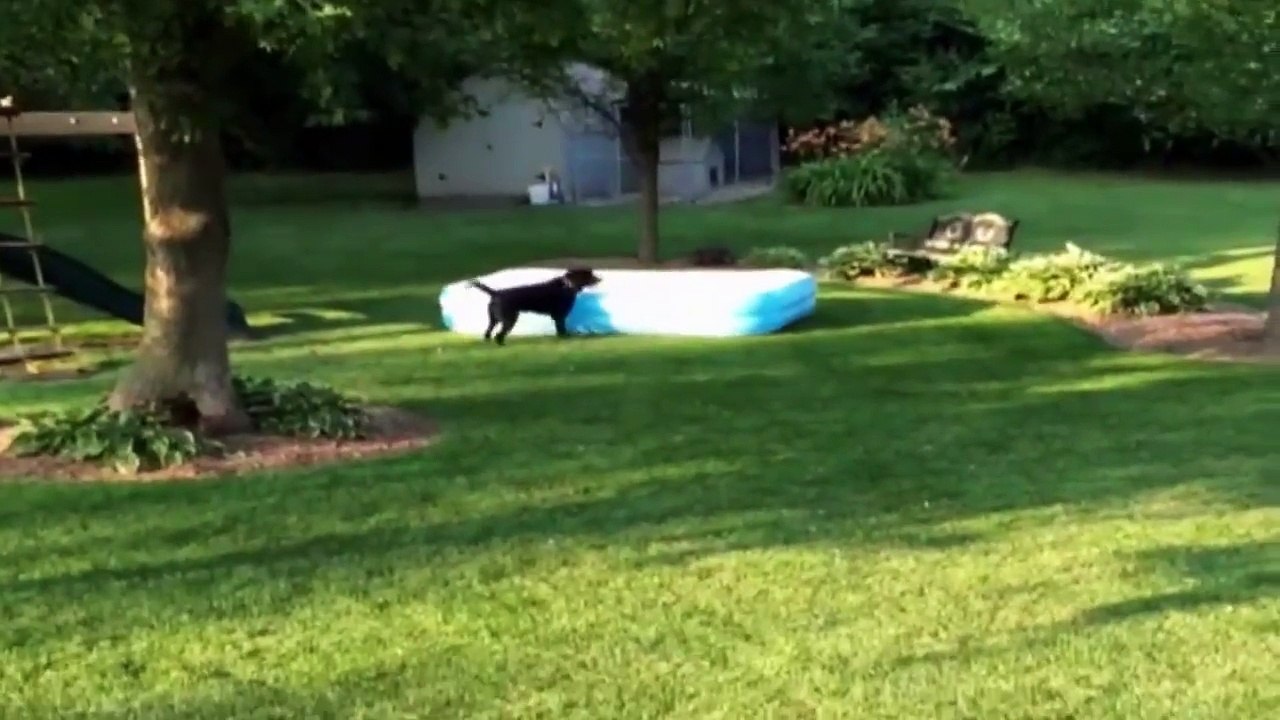 Dog wants to join the party