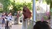 Perth Zoo's Orangutan Mother Climbs Out of Enclosure to Rescue Son