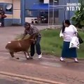 funny goat attack | funny video clips