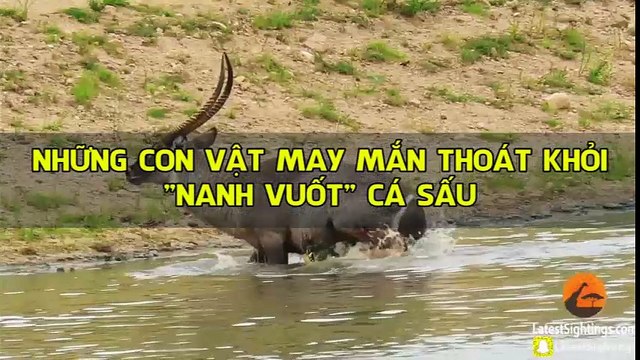 Những con vật may mắn thoát khỏi “nanh vuốt” cá sấu