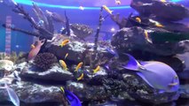 Two Oceans Aquarium in Cape Town-RiwlWYbJOfg
