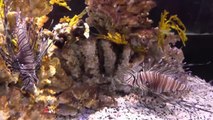 Two Oceans Aquarium in Cape Town-RiwlWYbJOfg