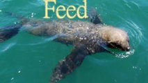 Crazy Seals Feed-D3janvMCmP8