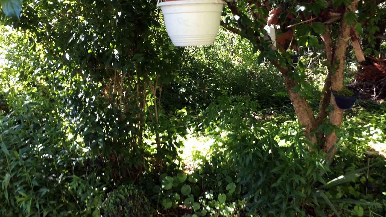 Vogelbaby-babyvogel-baby-bird-mausebaeren