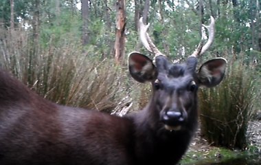 Sambar Deer Swim, Inspect Camera at Victorian Bushland Pond