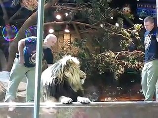 Lion saves man