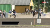 Ce cheval s'empale sur un barrière après avoir éjecté son jockey. Terrible accident