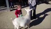 Un gamin effrayé par un pet de chèvre... Ahaha