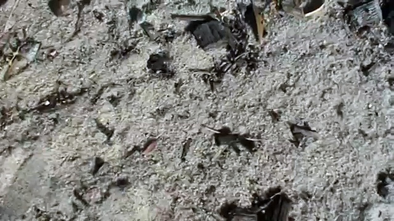 How To Dig a Hole with your Finger