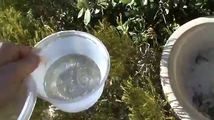 How To Fill Up a Bird Bath