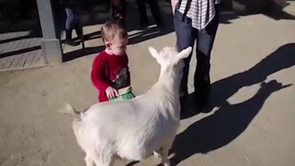 Une chèvre fait peur à un enfant