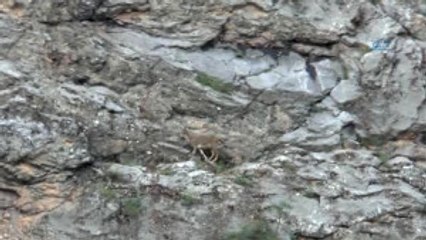 Karınlarını Doyurmak İsteyen Dağ Keçilerinin Tehlikeli Yolculuğu