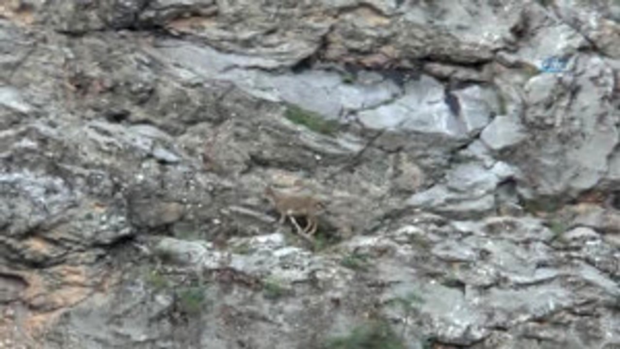 Karınlarını Doyurmak İsteyen Dağ Keçilerinin Tehlikeli Yolculuğu