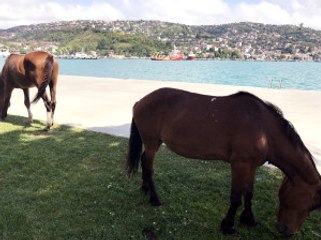 Istanbul'un Göbeğinde Şaşırtan Manzara