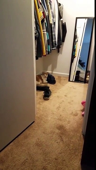 Ce chat fait le mort pour protester hahaha