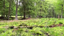 Erste Elchkälber im Bayrischen Nationalpark- first elkcalves in the Bavarian National
