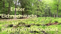 Erste Elchkälber im Bayrischen Nationalpark- first elkcalves in the B