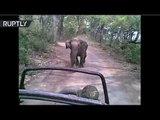 Hot pursuit: Elephant chasing jeep with tourists in safari park in India