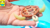 Toys review toys unboxing. Robo turtle. Turtle robot rofofish dscxsvsunboxing