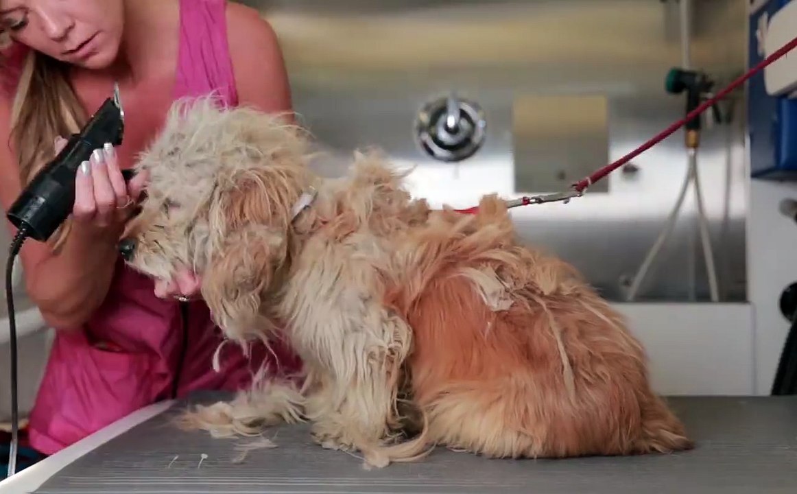 ECCO LA STORIA DI CHARLIE, IL CANE SALVATO DALL'EUTANASIA CON UNA TOELETTATURA